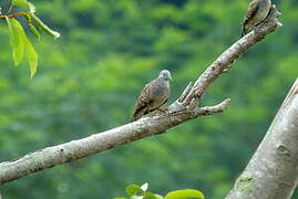 Zebra Dove