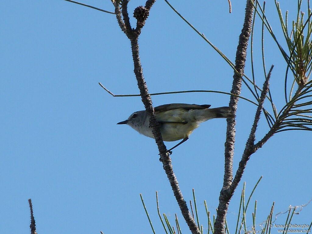 Fan-tailed Gerygone