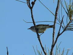 Fan-tailed Gerygone