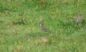 Collared Pratincole