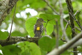 Yellow-rumped Flycatcher