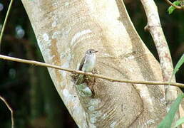 Asian Brown Flycatcher