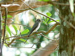 Asian Brown Flycatcher