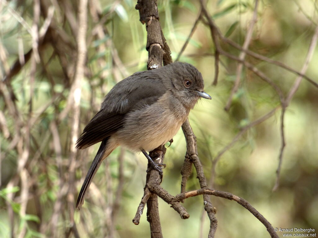 Abyssinian Slaty Flycatcher