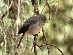 Abyssinian Slaty Flycatcher