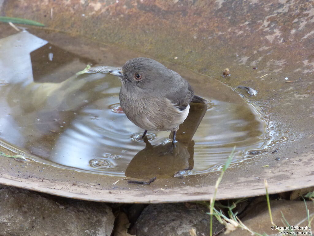 Abyssinian Slaty Flycatcher