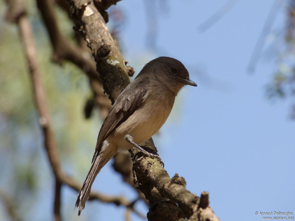 Abyssinian Slaty Flycatcher