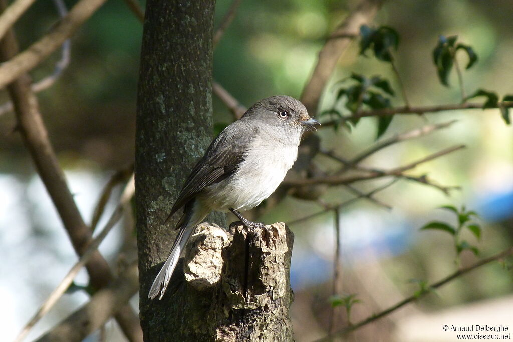 Abyssinian Slaty Flycatcher