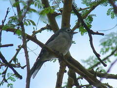 White-eyed Slaty Flycatcher