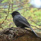 Gobemouche drongo