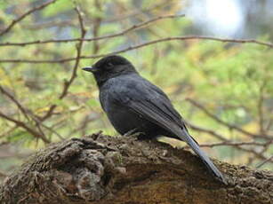 Gobemouche drongo