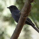 Gobemouche drongo