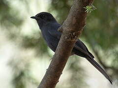 Northern Black Flycatcher