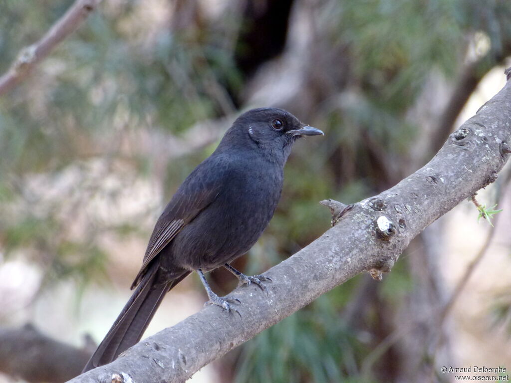 Gobemouche drongo