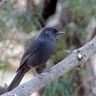 Gobemouche drongo