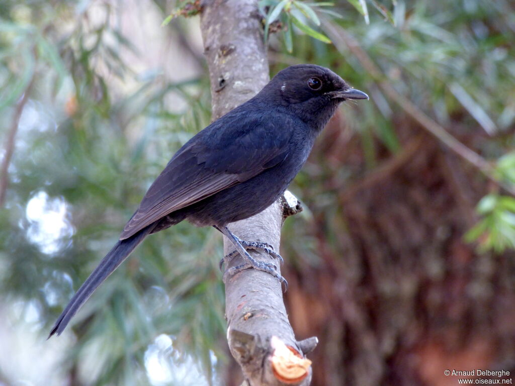 Gobemouche drongo