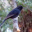 Gobemouche drongo