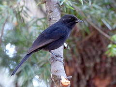 Northern Black Flycatcher