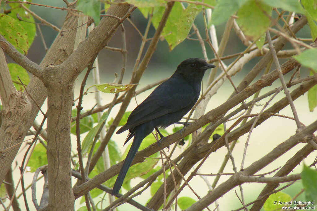 Northern Black Flycatcher