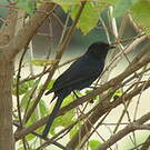 Gobemouche drongo