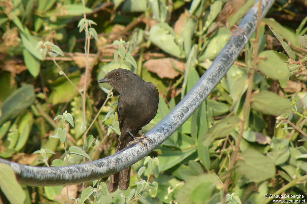 Northern Black Flycatcher