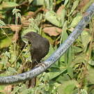 Gobemouche drongo
