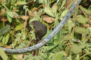 Gobemouche drongo