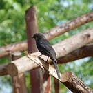 Gobemouche drongo