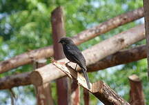 Gobemouche drongo