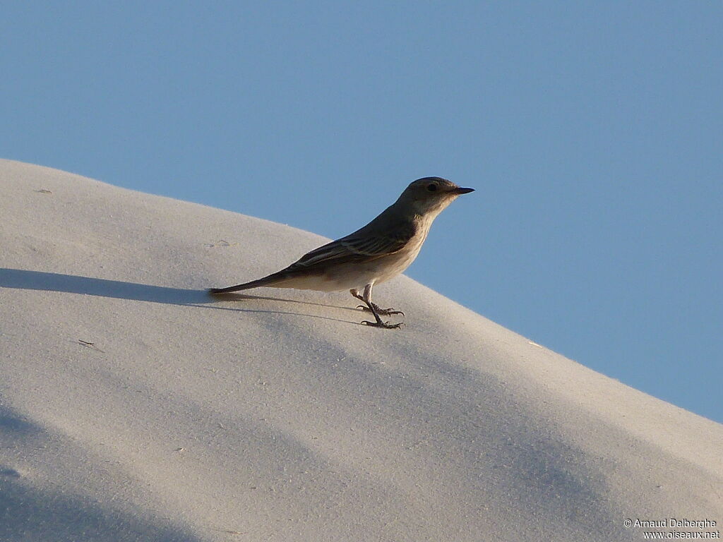 Spotted Flycatcher