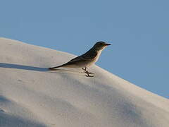 Spotted Flycatcher