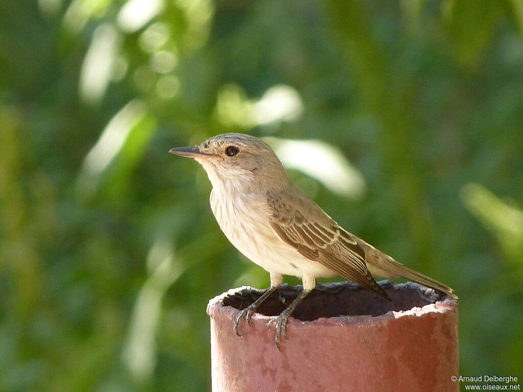 Spotted Flycatcher