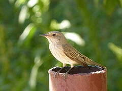 Spotted Flycatcher