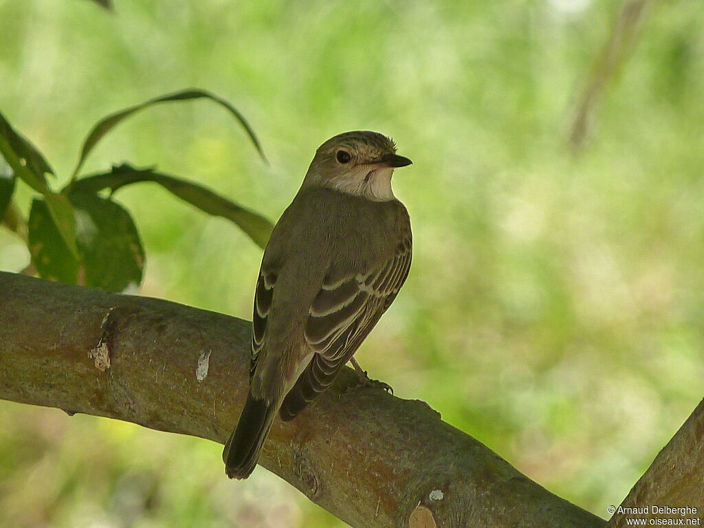 Spotted Flycatcher