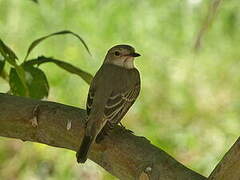 Spotted Flycatcher