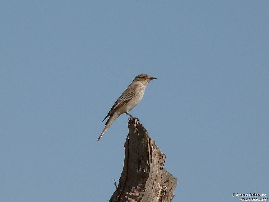 Spotted Flycatcher