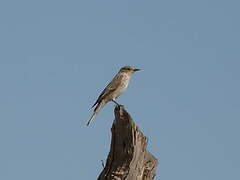 Spotted Flycatcher