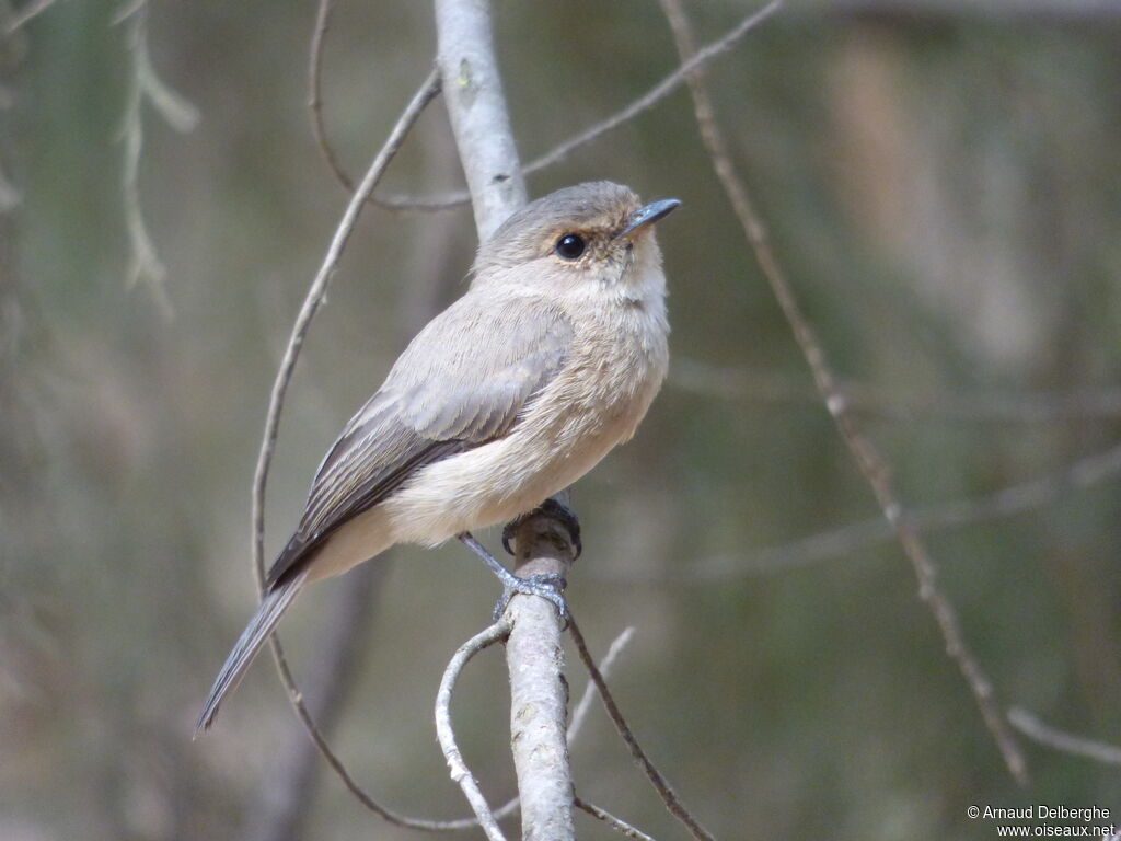 African Dusky Flycatcher