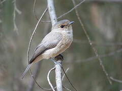 African Dusky Flycatcher