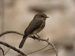 African Dusky Flycatcher