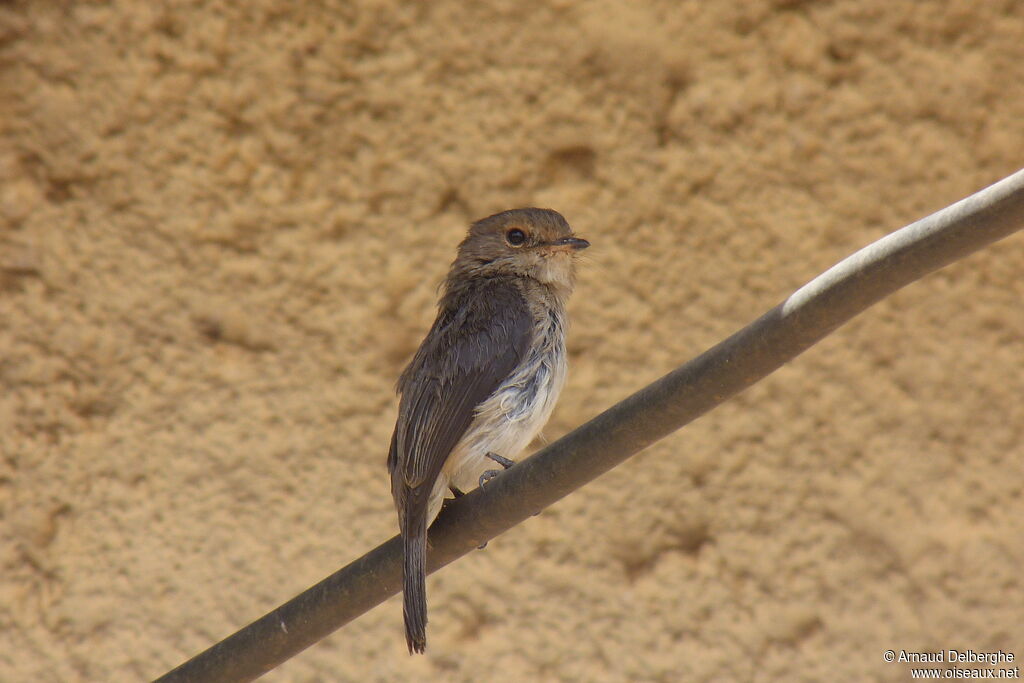 African Dusky Flycatcher