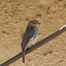 Gobemouche sombre
