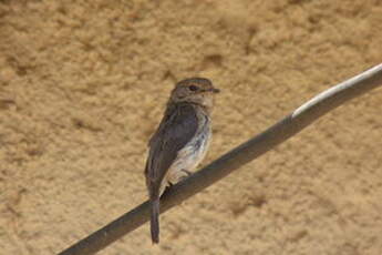 Gobemouche sombre