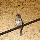 Gobemouche sombre