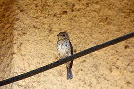 African Dusky Flycatcher