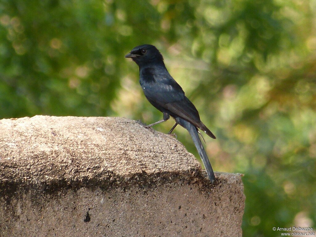 Southern Black Flycatcher