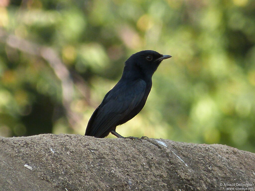 Southern Black Flycatcher