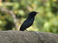 Southern Black Flycatcher