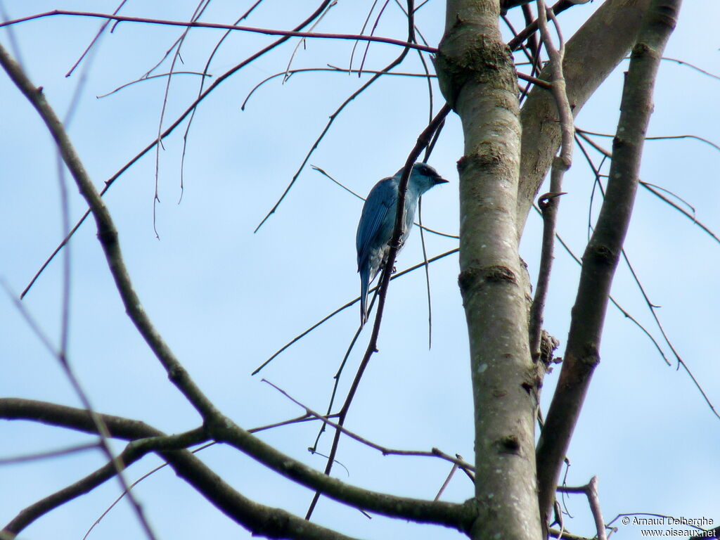 Verditer Flycatcher