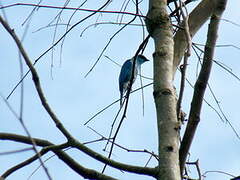 Verditer Flycatcher